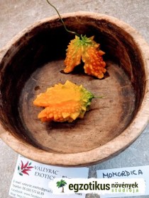Sziámi keserűdinnye, Momordica charantia, uborka